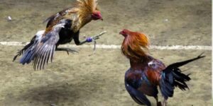 Đá Gà MMWIN – Chọi Gà Trực Tiếp Chuyên Nghiệp và Uy Tín  