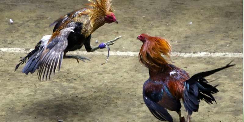 Đá Gà MMWIN – Chọi Gà Trực Tiếp Chuyên Nghiệp và Uy Tín  